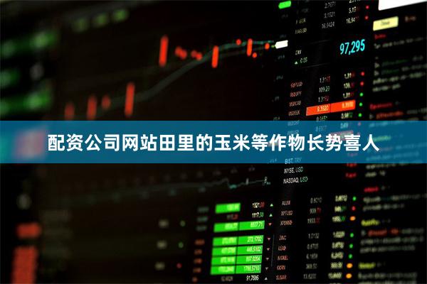 配资公司网站田里的玉米等作物长势喜人